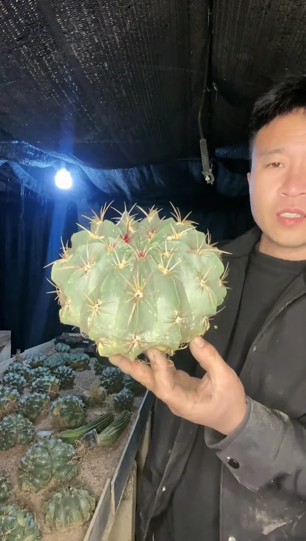 【闪购商品】大号赤诚111111