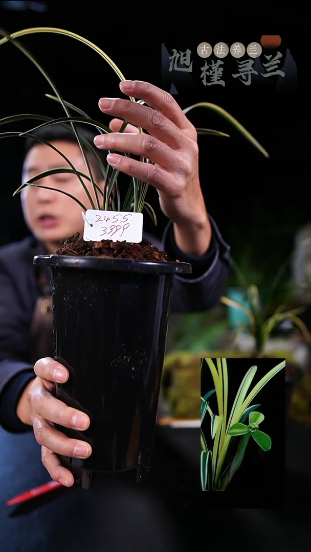 当前无花栽培后可以开花传*宋梅缟艺（3苗草）内部价