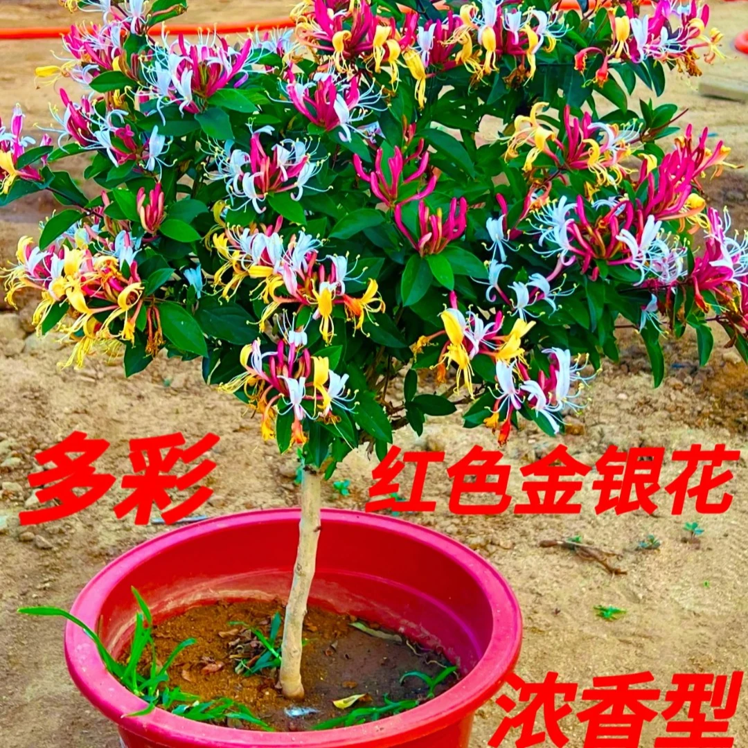 【热卖 树形 多彩浓香四季金银花可泡茶盆栽地栽耐热耐寒