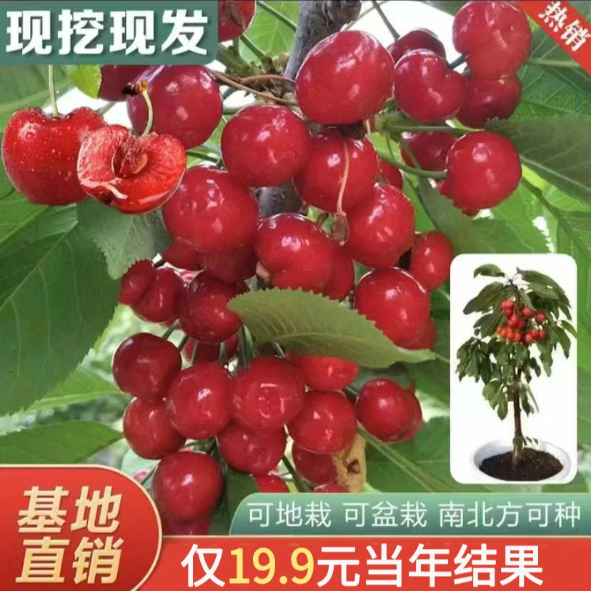 特大樱桃树苖耐寒车厘子樱桃苗果树苗盆栽地种南北方可种当年结果