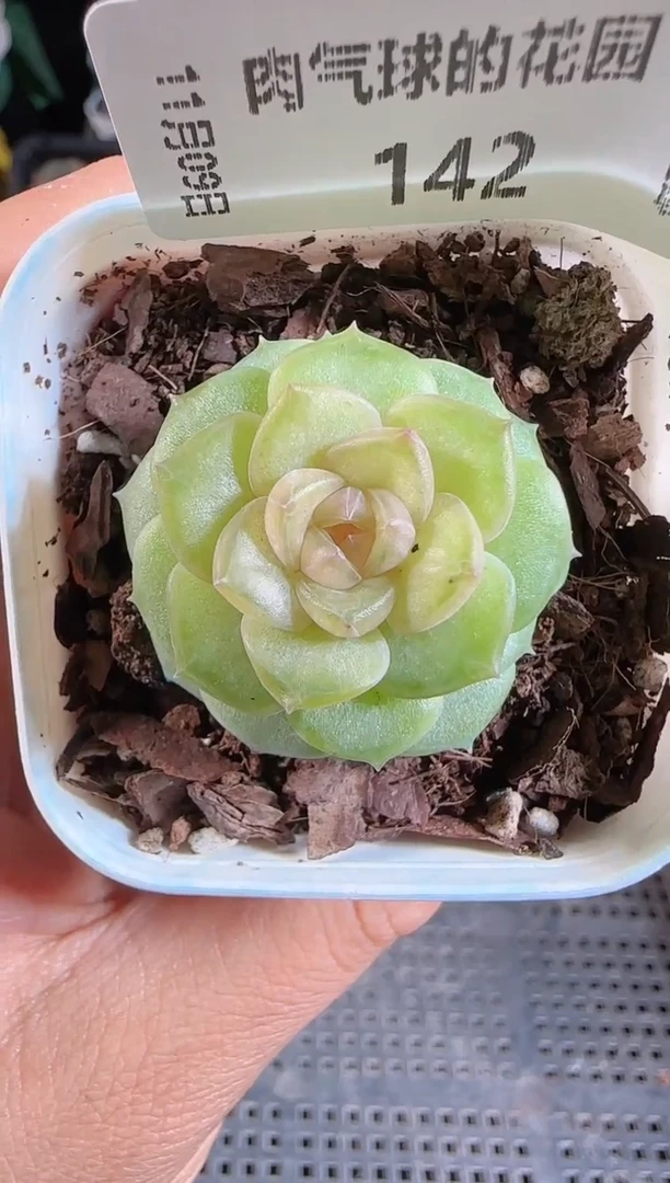 1109-142BL-56麦秆群不包整