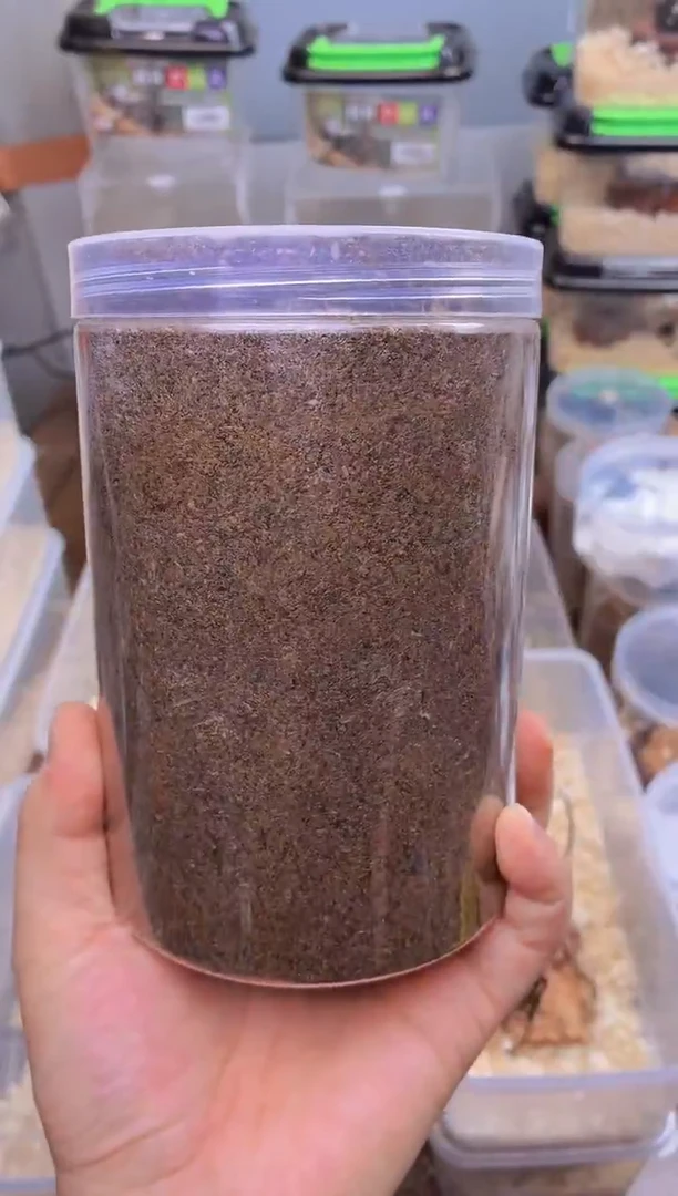 螃蟹锹甲3龄末期公幼虫1000ml无忧罐一个（内含幼虫一只）