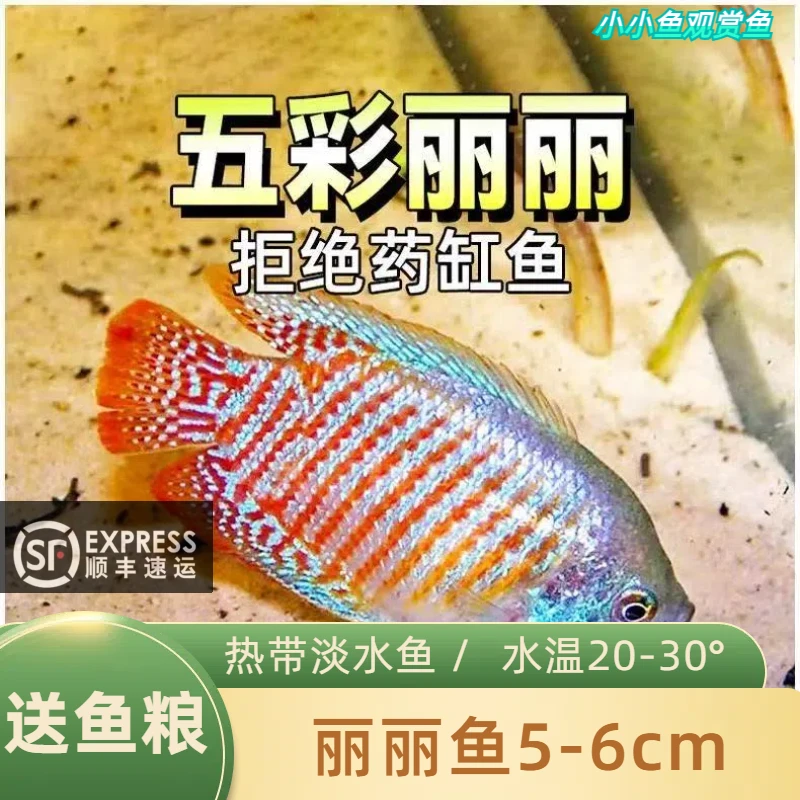 【顺丰发货】五彩丽丽七彩观赏鱼练手活体小型热带淡水鱼好养