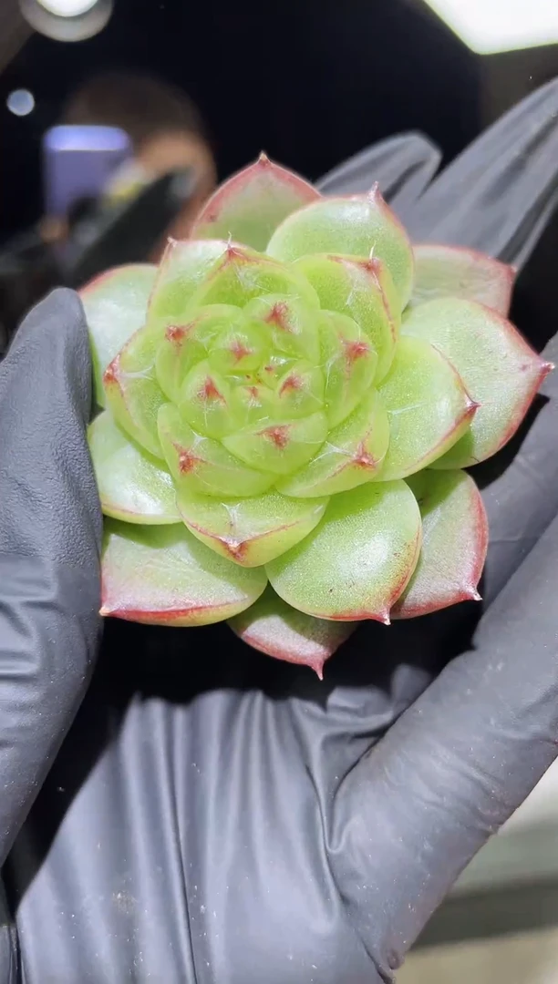 1291 得意 5.5-6.0厘米左右 量拍随机发