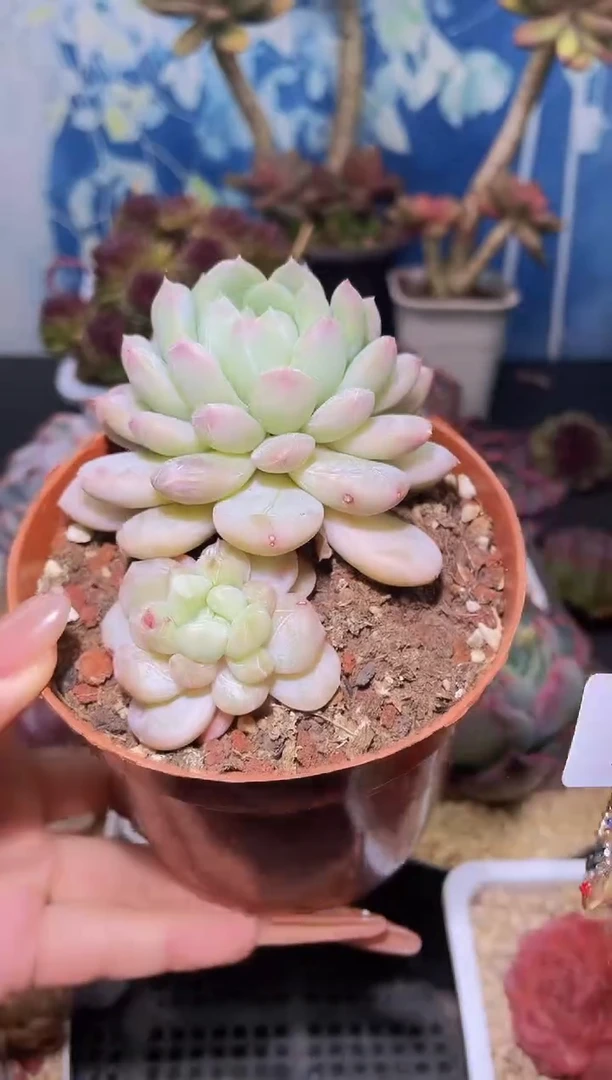 【闪购商品】533百达多肉