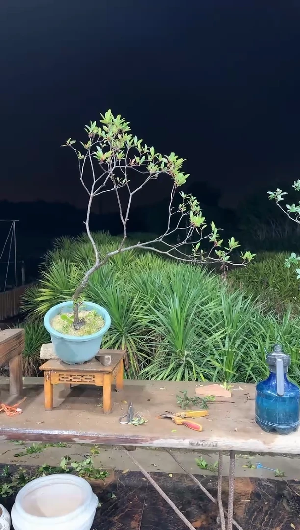 【闪购商品】盆景海岛春花