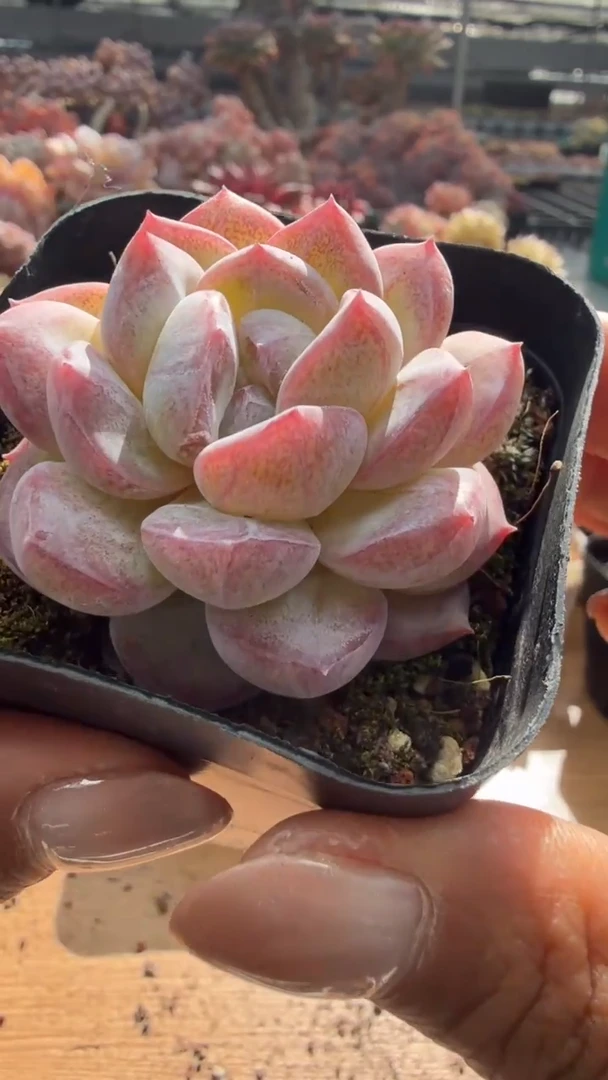 东云多肉园二店-214