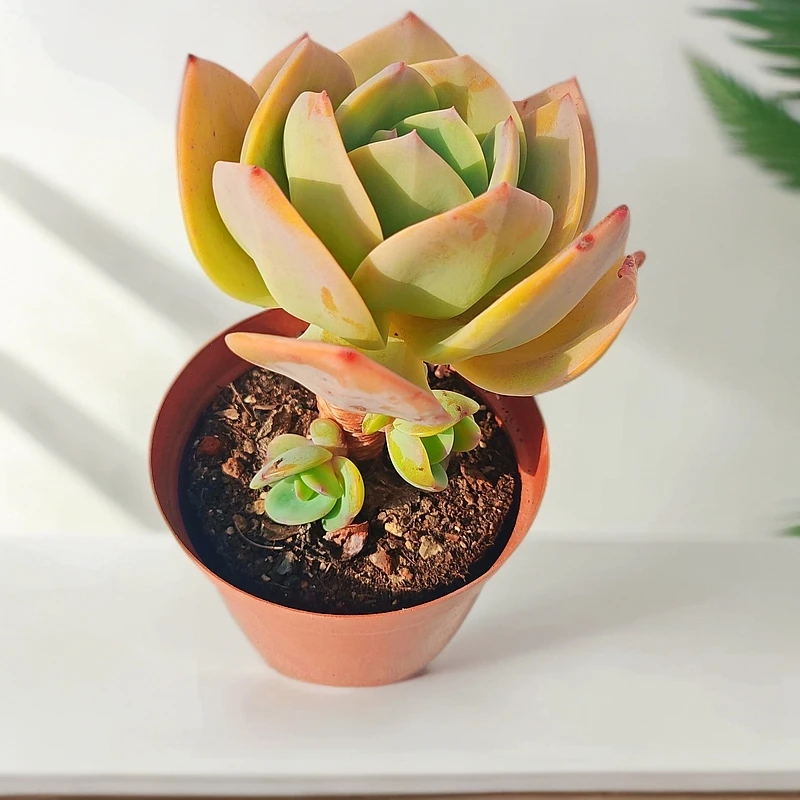 【白凤爆仔老桩】带盆土多肉植物新手绿植盆栽好养室内室外