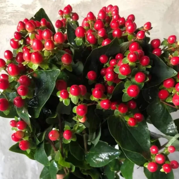 【红豆10支】水养花期久相思豆云南鲜花 全店任意两件包邮送货上门