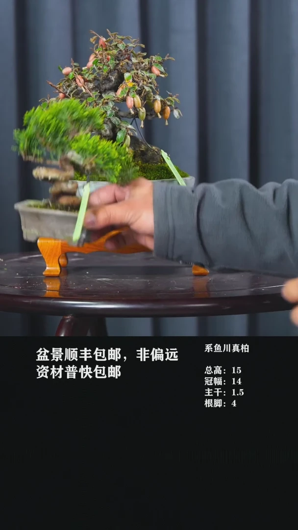 系鱼川真柏-CC9真柏