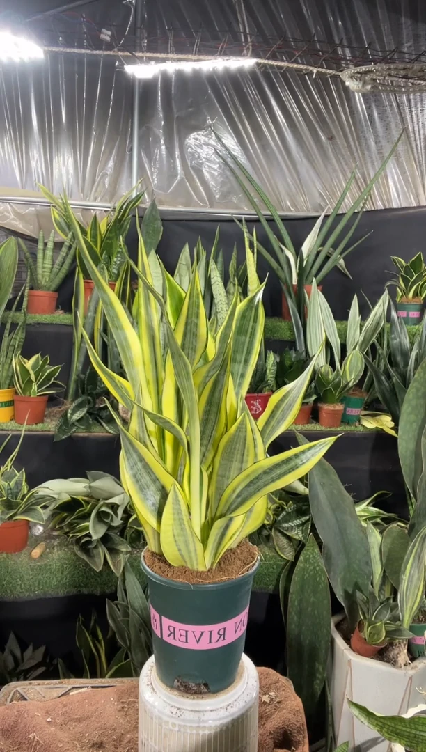 水月兰带盆土29.8