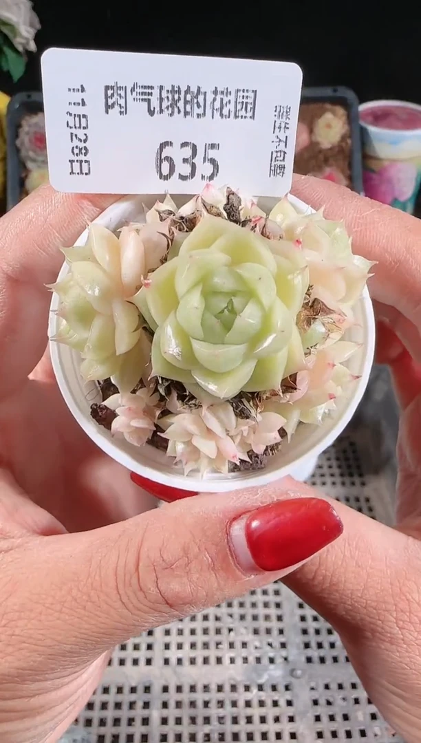 多肉1128-635群生不包整