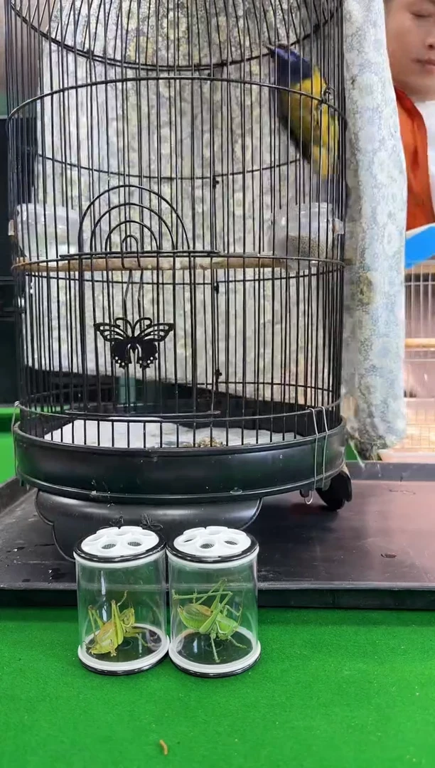 18号橙腹老毛养笼0元起拍