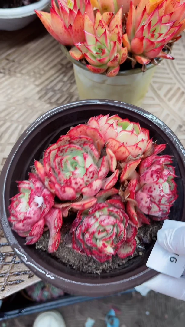 【闪购商品】03016