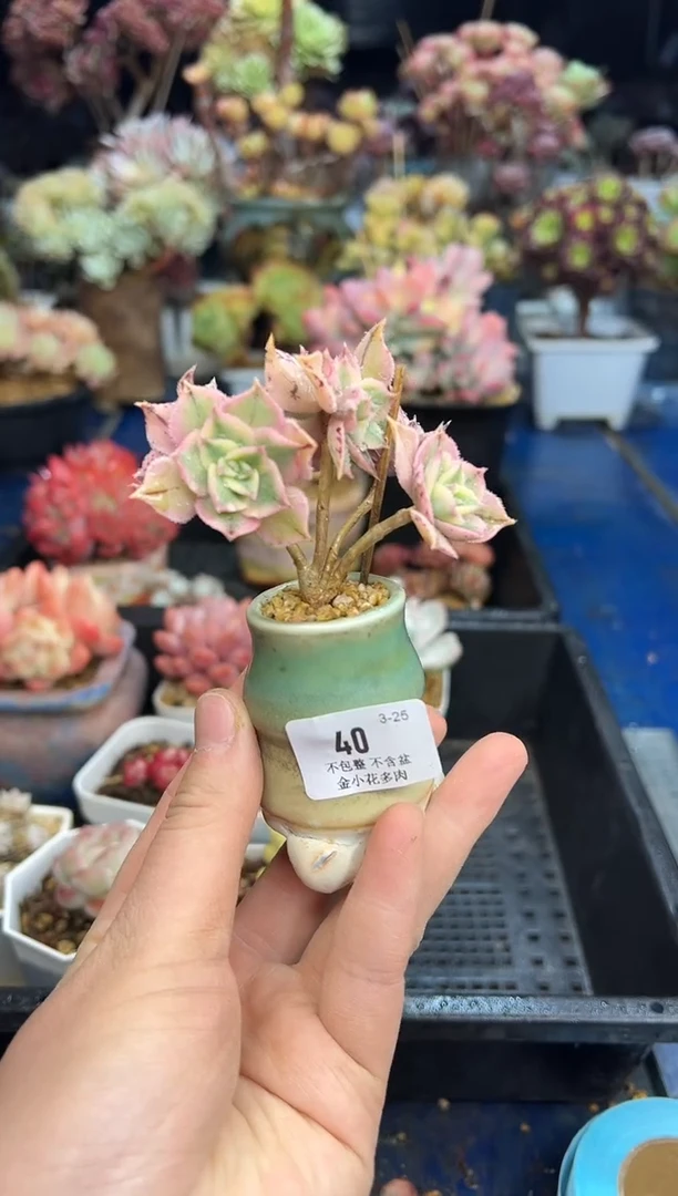 【闪购商品】40不带盆
