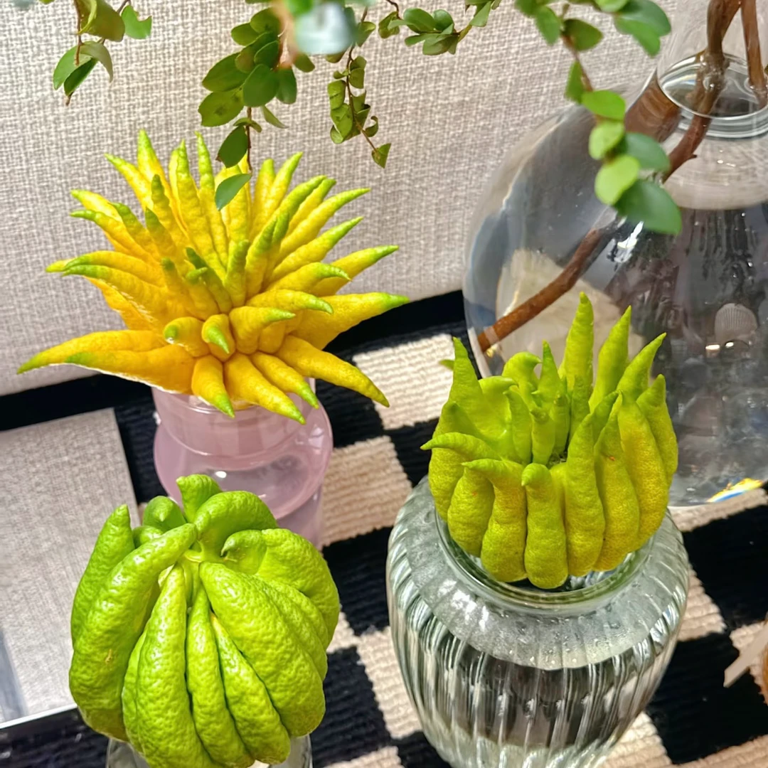 【精品果王3斤半以上】现摘新鲜佛手柑大果观赏有清香可作天然香薰