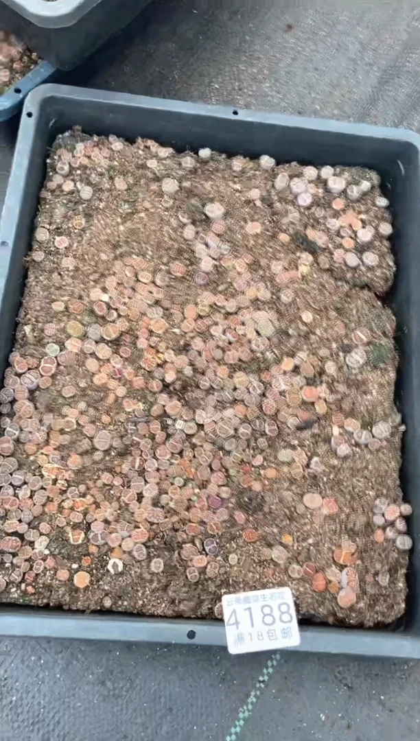 4188特价菊纹章框有疤瑕疵带土带盆发货