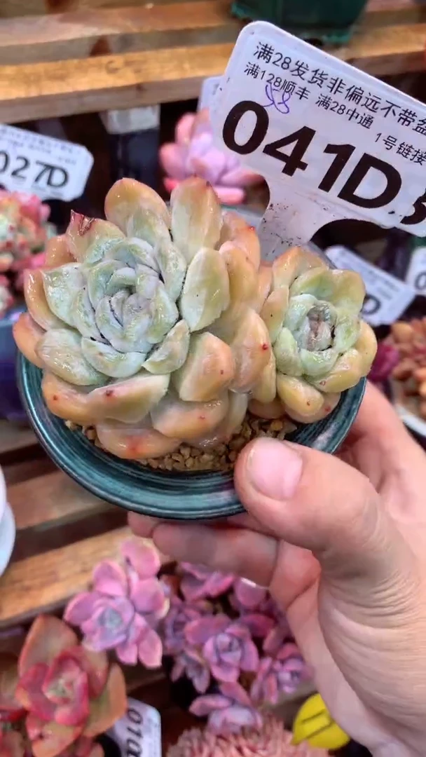 041D（一物一拍实付满28发货，默认不带盆土）