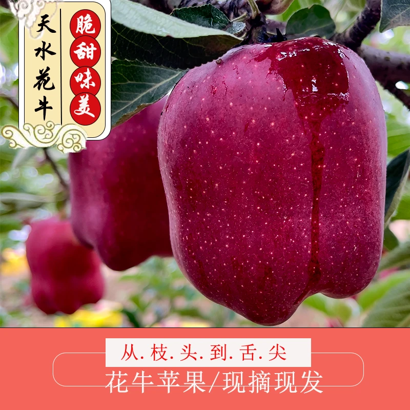 甘肃天水花牛苹果脆甜花牛蛇果粉面苹果新鲜应季水果