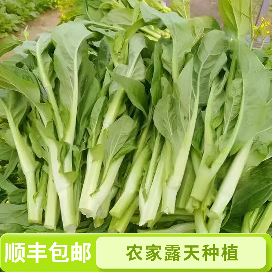 顺丰包邮-贵州农家自种新鲜白菜苔菜心现摘现发嫩当季蔬菜