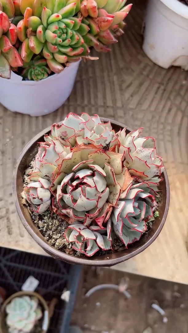 【闪购商品】02682