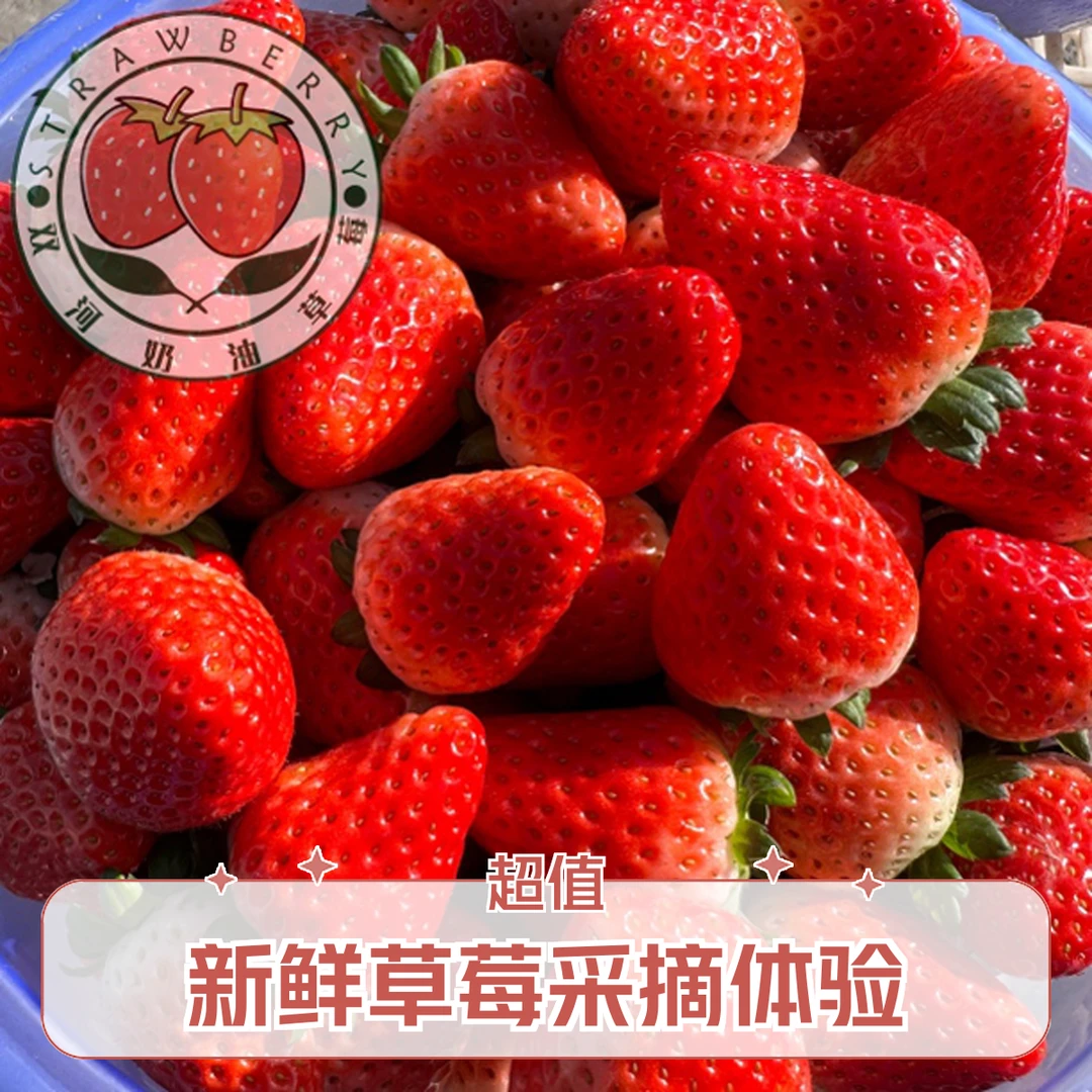 【双河草莓】天仙醉草莓/5斤