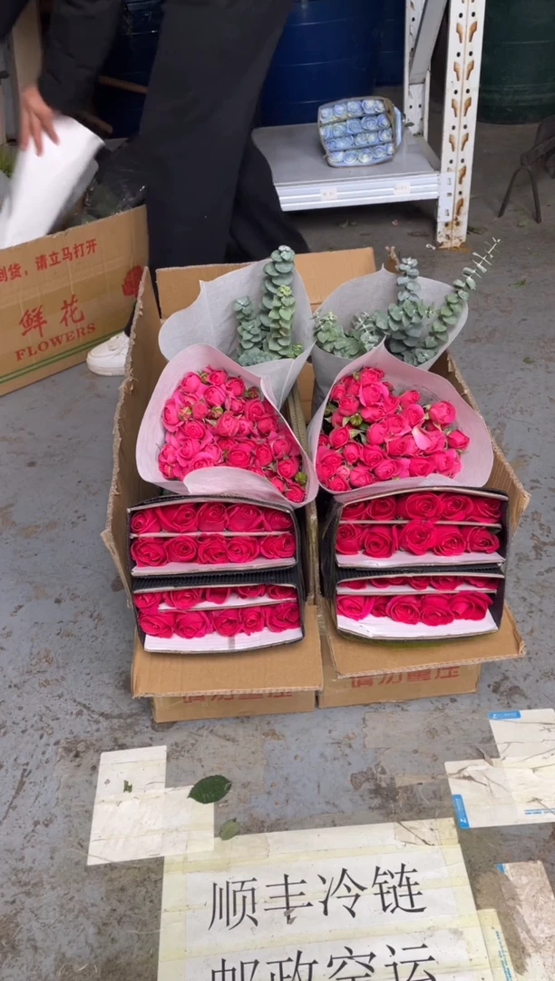 佛洛依德20枝+苏菲10枝+尤加利