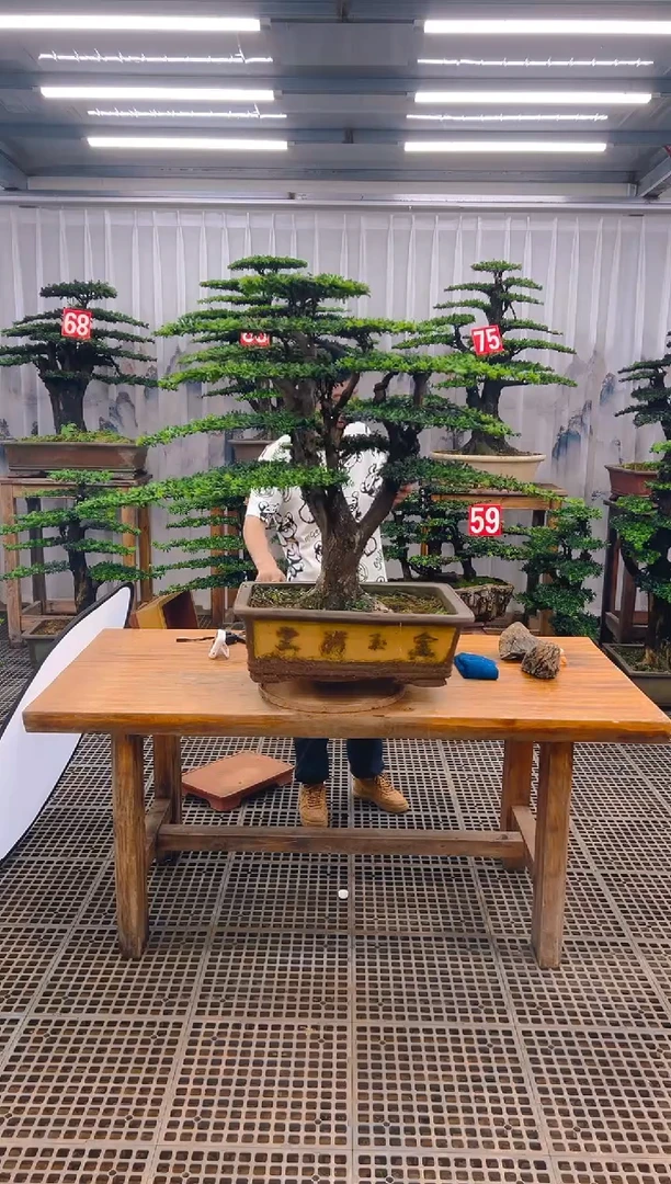 无花朵用***哥精品盆景直播间一物一拍