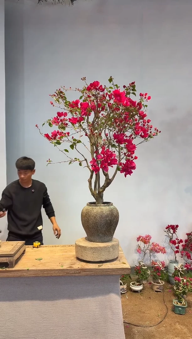 以实际为准三角梅34