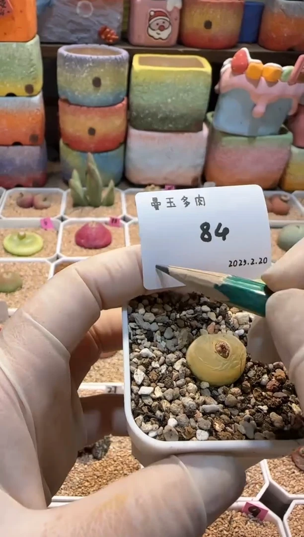 【闪购商品】25.2.20-84