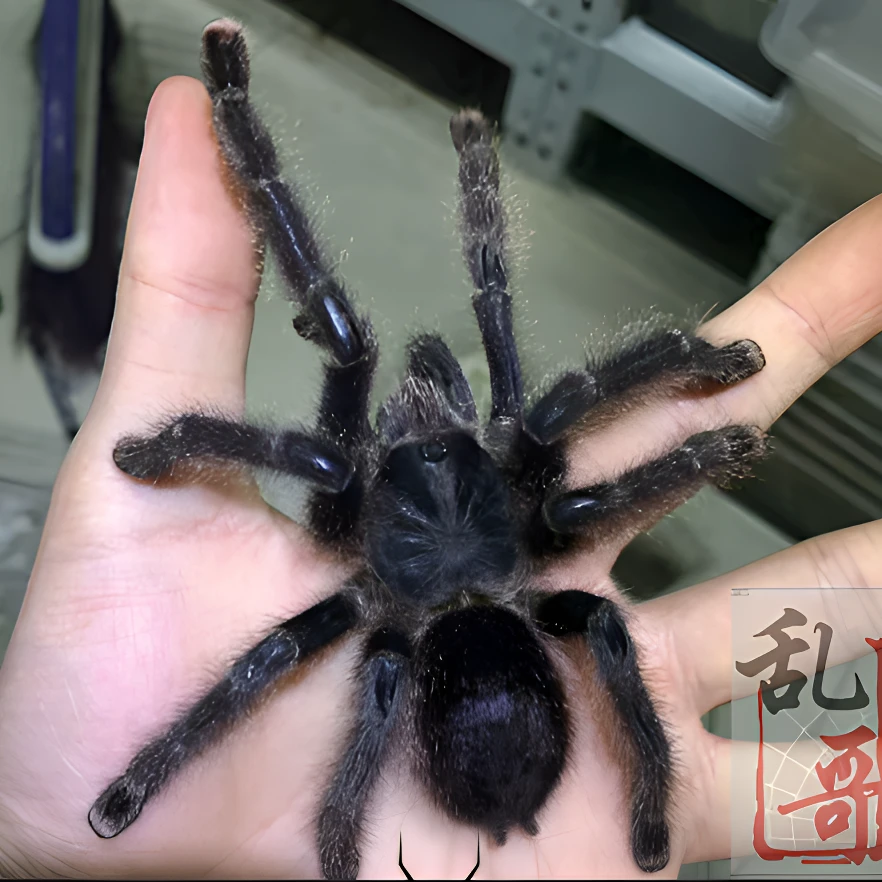 (亚紫) 温顺亚马逊紫粉趾6厘米 成体可达18CM深紫色蜘蛛