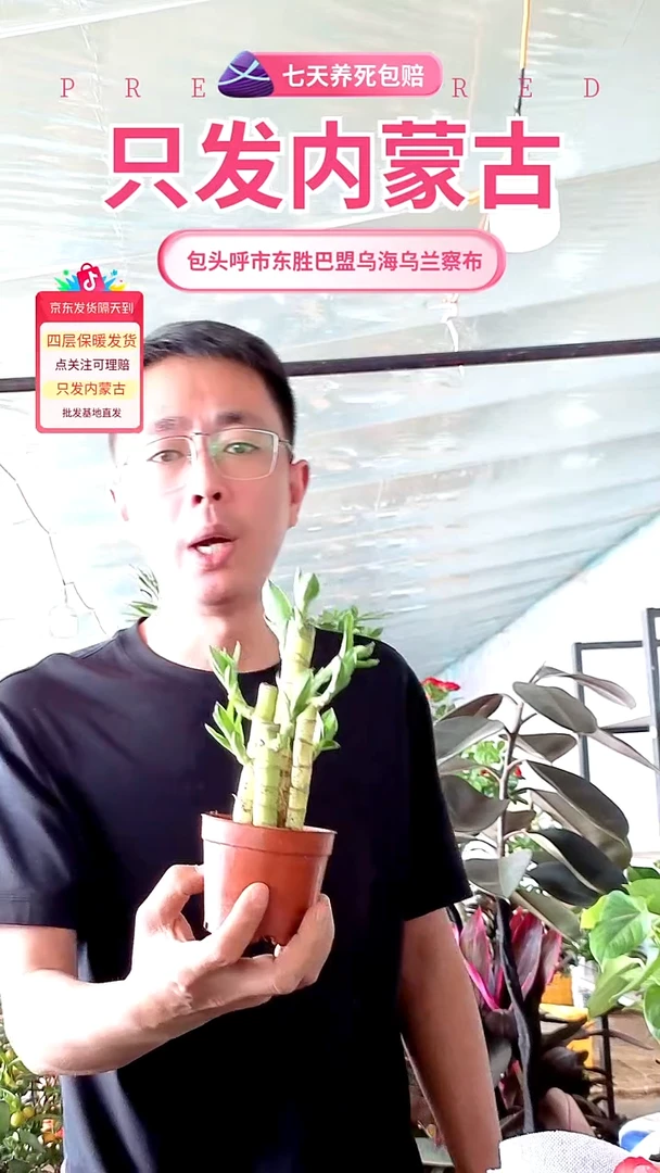 完全开放土培节节高