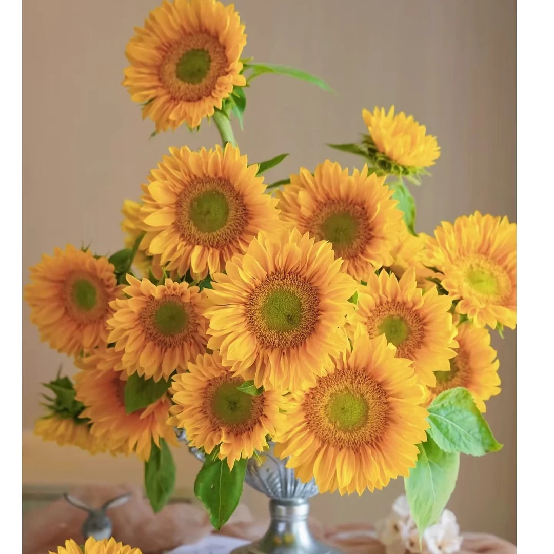 绿芯向日葵-云南基地直发