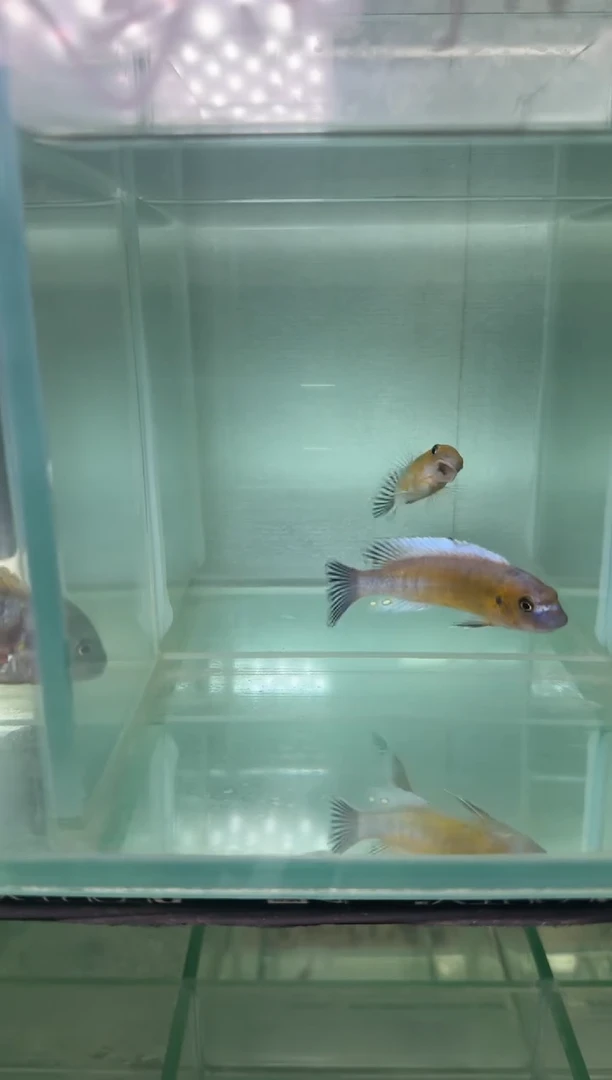 慈鲷鱼三湖慈鲷红勾鼻