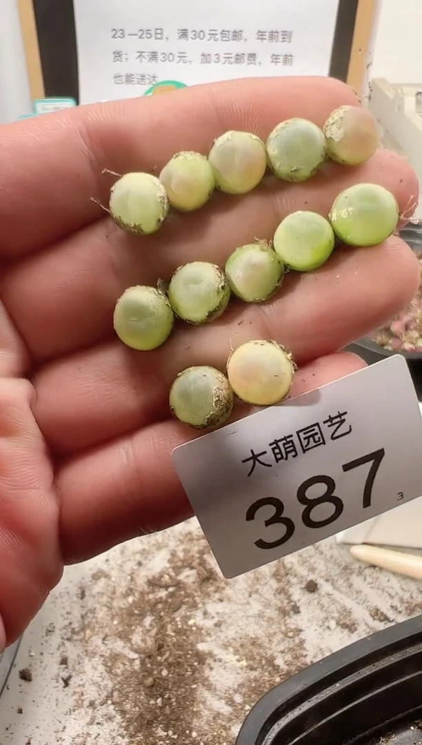 【闪购商品】++++387以下3颗