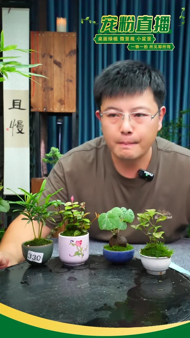 无花朵莉***茶苔藓微景观330号