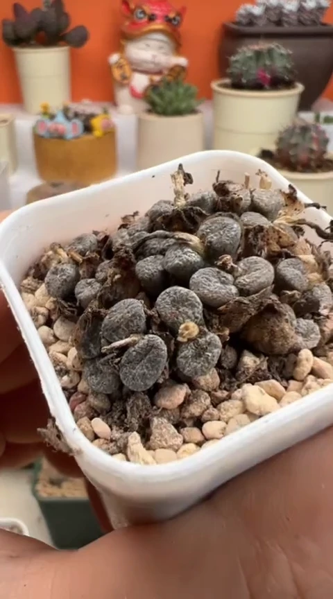 141超级无敌美丽到爆炸美肉。。。。