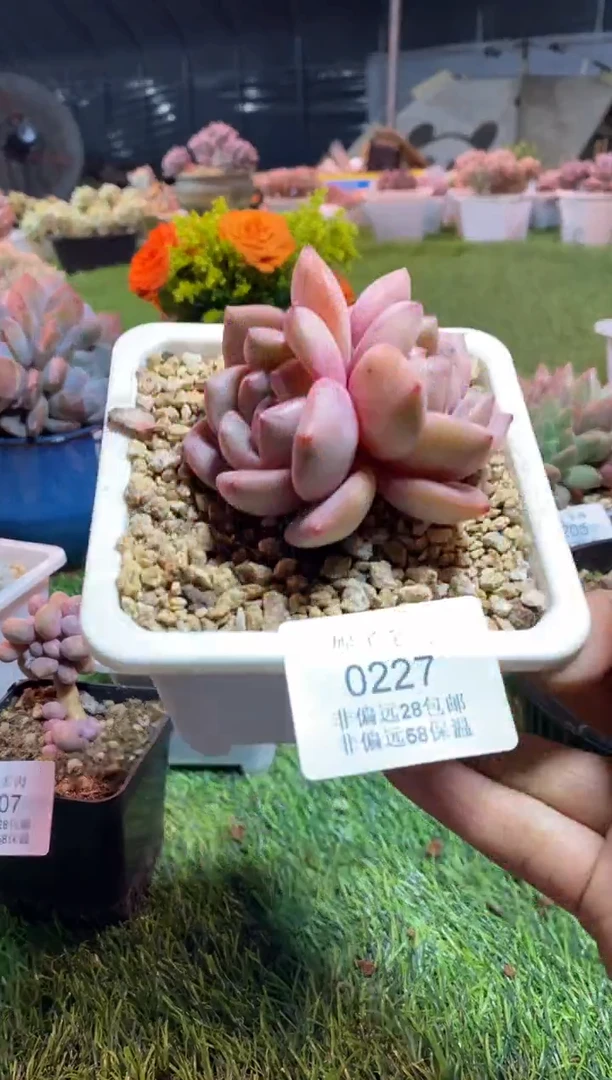 【闪购商品】0227a