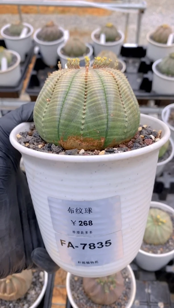 【闪购商品】布纹球FA-7835