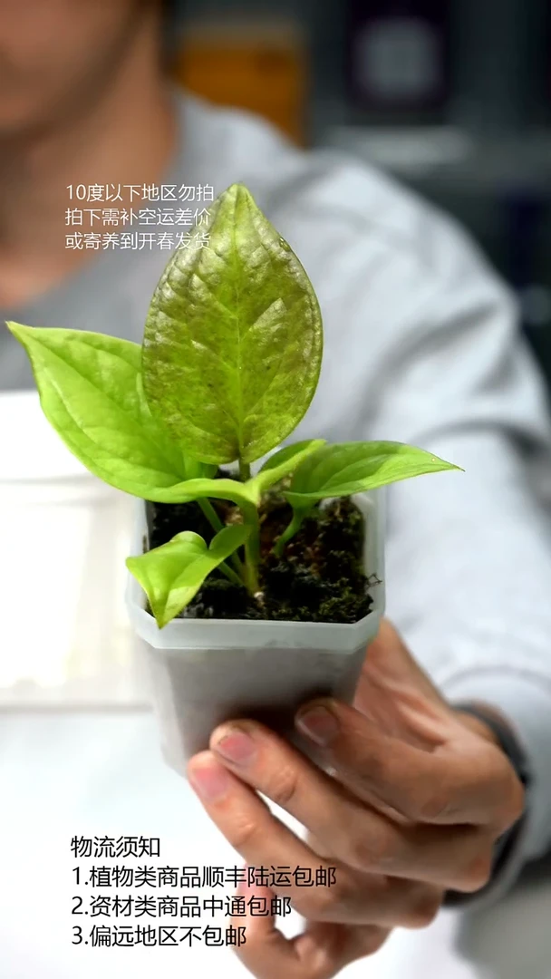 完全开放黄金聚宝盆