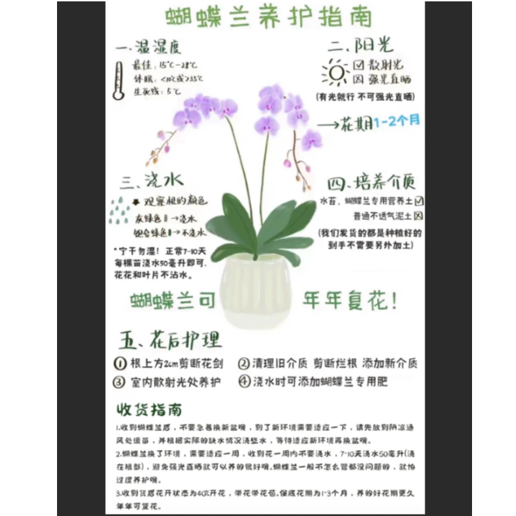 悦顺 （悦顺优品）蝴蝶兰 宠粉专属链接（不售后）