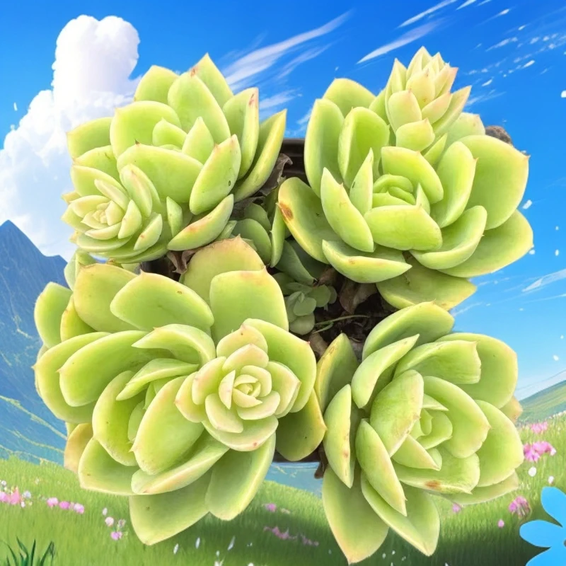 （星娜塔群生）满19包邮多肉植物以直播间实物为准