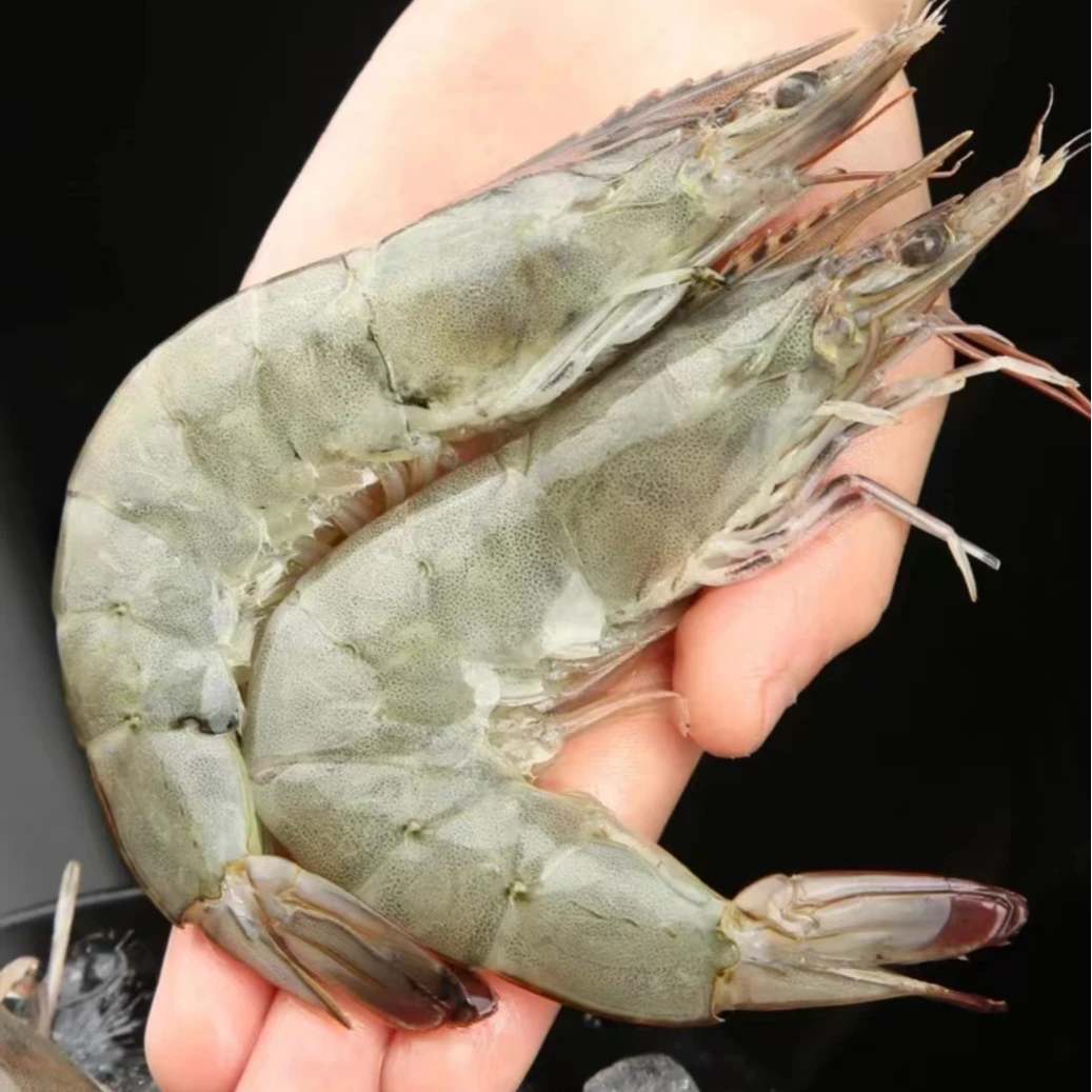 大大号5斤海水大虾 活虾速冻冷链发货