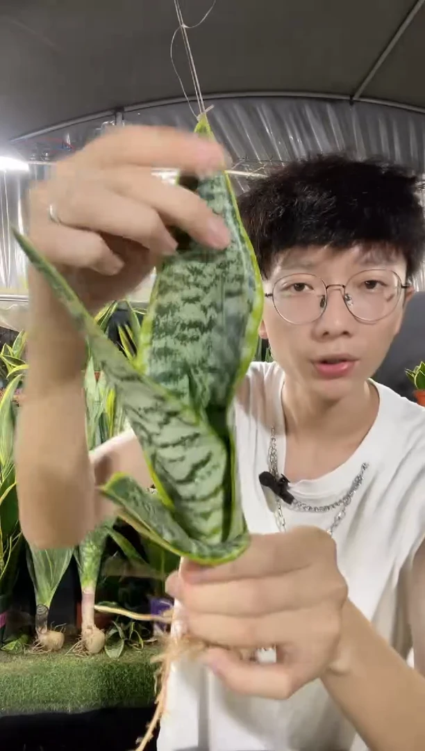 矮脚金边裸根4棵9.9