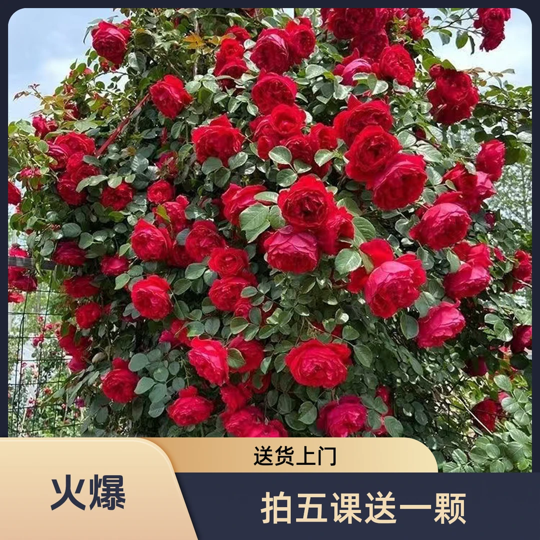 锦赏果果专属藤本月季蒂娜耐寒多季开花庭院植物浓香