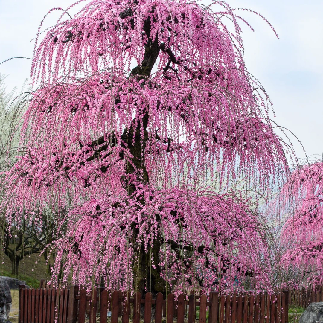 【梅花】·垂枝梅·伞状，造型奇特，适合盆栽地栽，耐寒多年生，花色多样