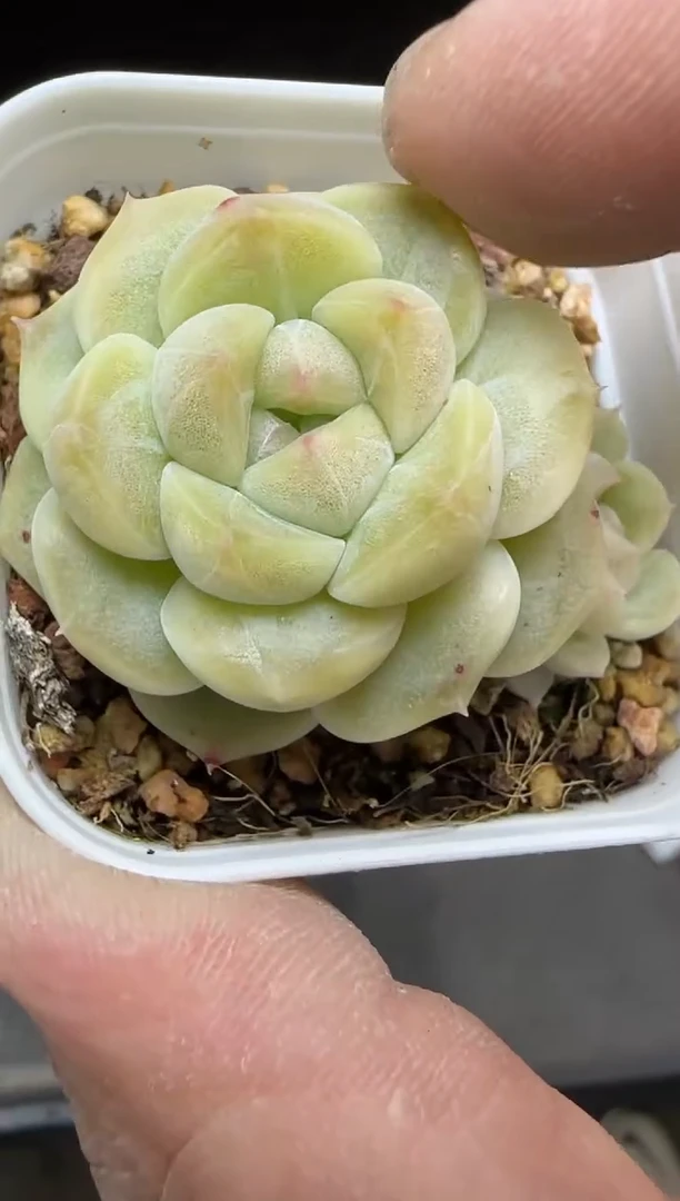 【闪购商品】一物一拍0217—76