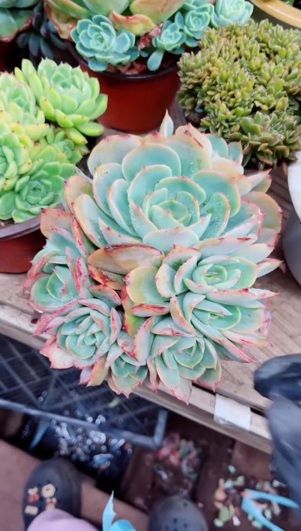 晓****️06100多肉植物一物一拍