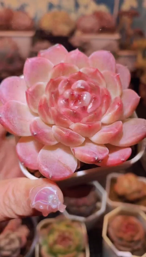 【闪购商品】205铂金冰魄