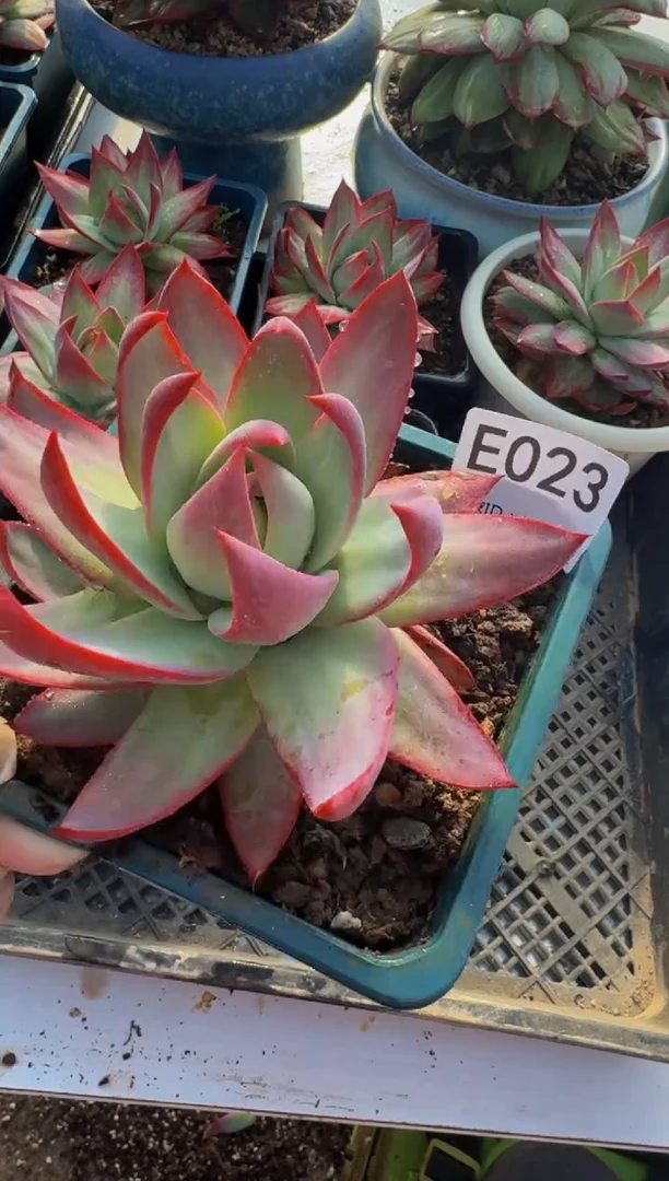 E023惊鸿仙子（裸根发货）